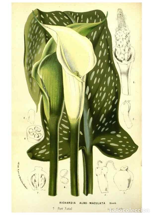 Collection Magazines and Newspapers: Reproducci&oacute;n/Reproduction 49587108608: Flore des serres et des jardins de l'Europe. A Gand :chez Lou