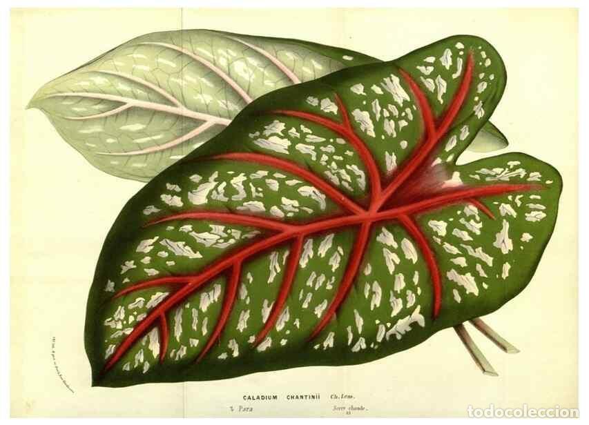 Collection Magazines and Newspapers: Reproducci&oacute;n/Reproduction 49587847322: Flore des serres et des jardins de l'Europe. A Gand :chez Lou