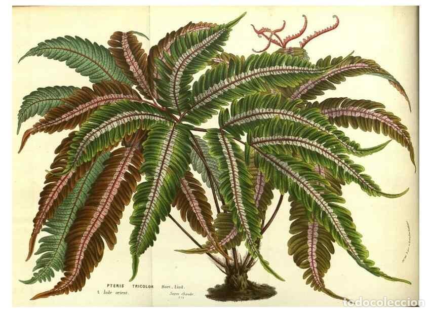 Collection Magazines and Newspapers: Reproducci&oacute;n/Reproduction 49587852522: Flore des serres et des jardins de l'Europe. A Gand :chez Lou