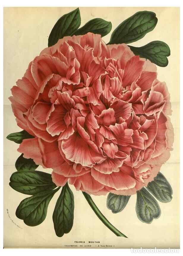 Collection Magazines and Newspapers: Reproducci&oacute;n/Reproduction 49587918762: Flore des serres et des jardins de l'Europe. A Gand :chez Lou