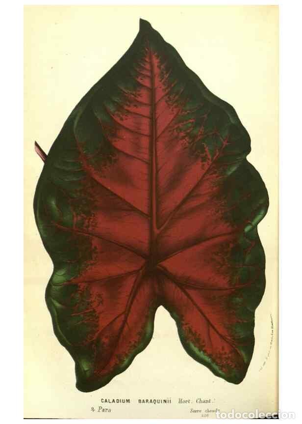 Collection Magazines and Newspapers: Reproducci&oacute;n/Reproduction 49587609926: Flore des serres et des jardins de l'Europe. A Gand :chez Lou