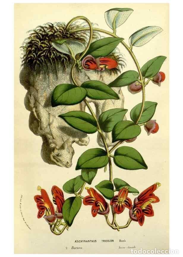 Collection Magazines and Newspapers: Reproducci&oacute;n/Reproduction 49587610896: Flore des serres et des jardins de l'Europe. A Gand :chez Lou