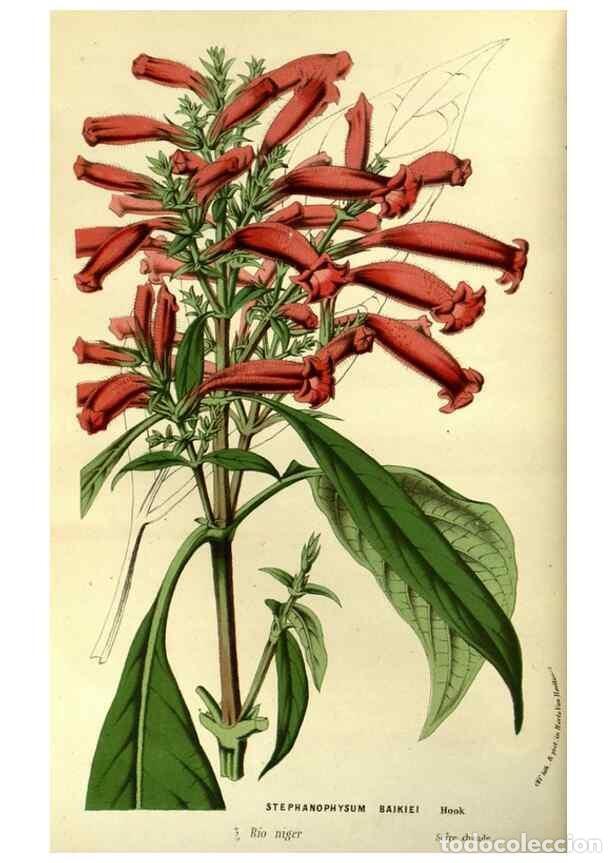 Collection Magazines and Newspapers: Reproducci&oacute;n/Reproduction 49587920117: Flore des serres et des jardins de l'Europe. A Gand :chez Lou