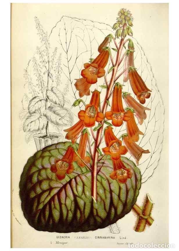 Collezionismo di Riviste e Giornali: Reproducci&oacute;n/Reproduction 49584600546: Flore des serres et des jardins de l'Europe. A Gand :chez Lou