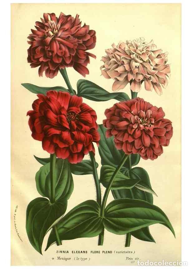 Collezionismo di Riviste e Giornali: Reproducci&oacute;n/Reproduction 49587118143: Flore des serres et des jardins de l'Europe. A Gand :chez Lou