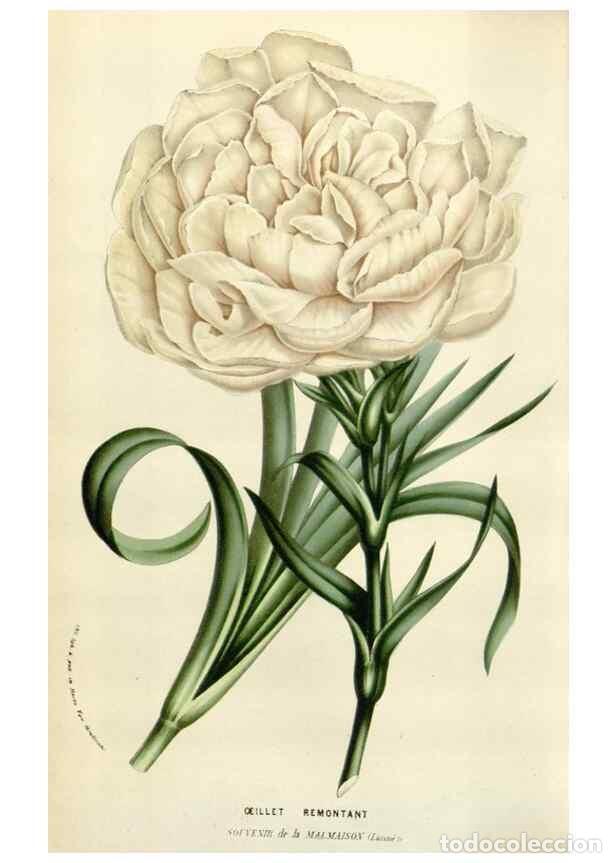 Collezionismo di Riviste e Giornali: Reproducci&oacute;n/Reproduction 49584830302: Flore des serres et des jardins de l'Europe. A Gand :chez Lou