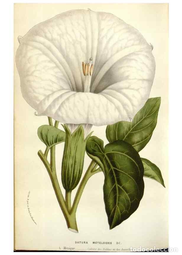 Collezionismo di Riviste e Giornali: Reproducci&oacute;n/Reproduction 49584601936: Flore des serres et des jardins de l'Europe. A Gand :chez Lou