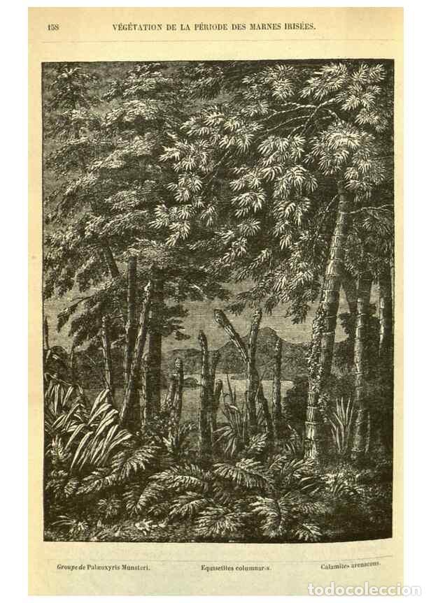 Collezionismo di Riviste e Giornali: Reproducci&oacute;n/Reproduction 49587609061: Flore des serres et des jardins de l'Europe. A Gand :chez Lou