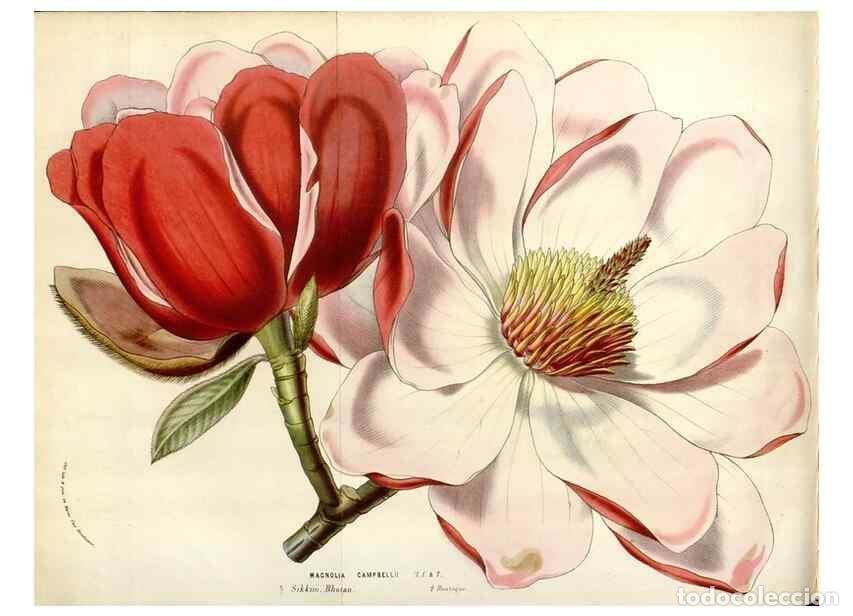 Collezionismo di Riviste e Giornali: Reproducci&oacute;n/Reproduction 49584836737: Flore des serres et des jardins de l'Europe. A Gand :chez Lou