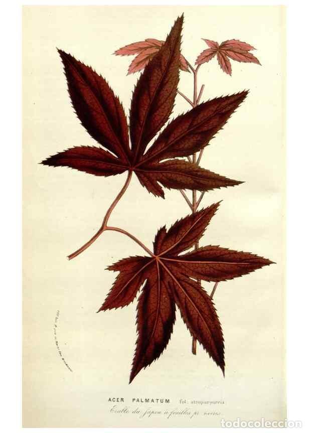 Collezionismo di Riviste e Giornali: Reproducci&oacute;n/Reproduction 49584834897: Flore des serres et des jardins de l'Europe. A Gand :chez Lou