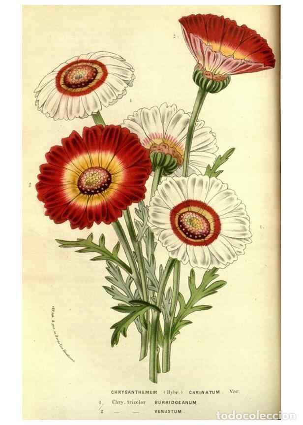 Collezionismo di Riviste e Giornali: Reproducci&oacute;n/Reproduction 49587839242: Flore des serres et des jardins de l'Europe. A Gand :chez Lou