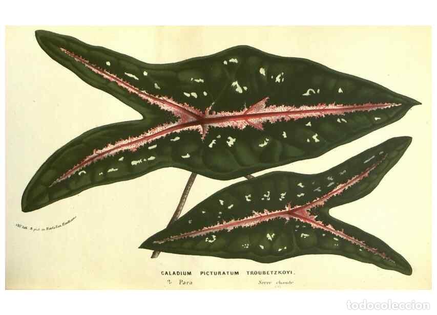 Collezionismo di Riviste e Giornali: Reproducci&oacute;n/Reproduction 49587610061: Flore des serres et des jardins de l'Europe. A Gand :chez Lou