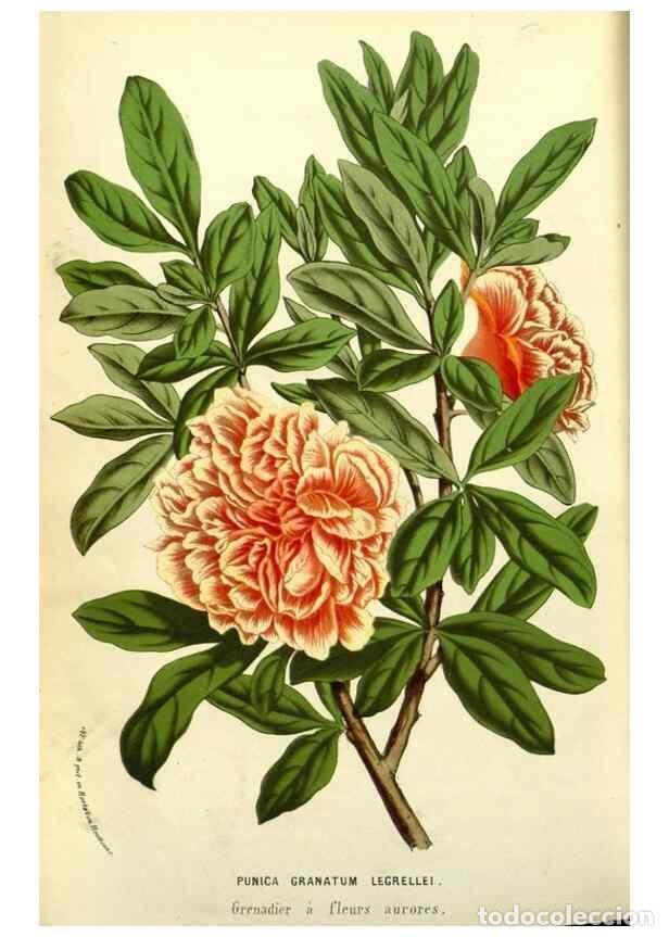 Collezionismo di Riviste e Giornali: Reproducci&oacute;n/Reproduction 49587854942: Flore des serres et des jardins de l'Europe. A Gand :chez Lou