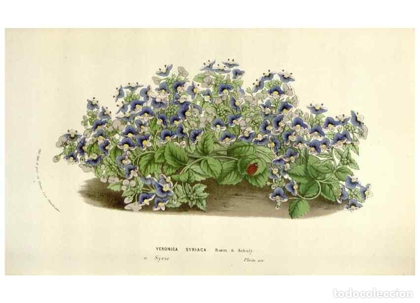 Collezionismo di Riviste e Giornali: Reproducci&oacute;n/Reproduction 49584600331: Flore des serres et des jardins de l'Europe. A Gand :chez Lou