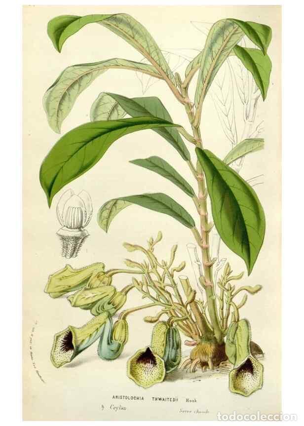 Collezionismo di Riviste e Giornali: Reproducci&oacute;n/Reproduction 49584096063: Flore des serres et des jardins de l'Europe. A Gand :chez Lou