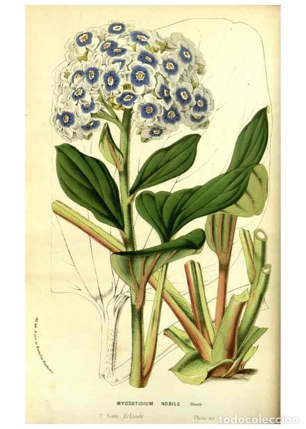 Colecionismo de Revistas e Jornais: Reproducci&oacute;n/Reproduction 49587102878: Flore des serres et des jardins de l'Europe. A Gand :chez Lou