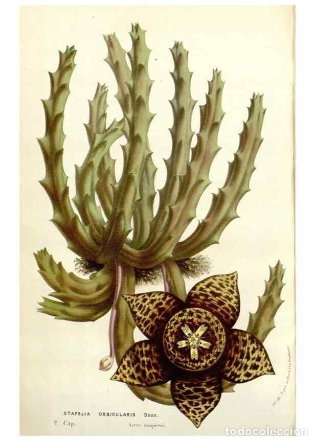 Colecionismo de Revistas e Jornais: Reproducci&oacute;n/Reproduction 49584836522: Flore des serres et des jardins de l'Europe. A Gand :chez Lou