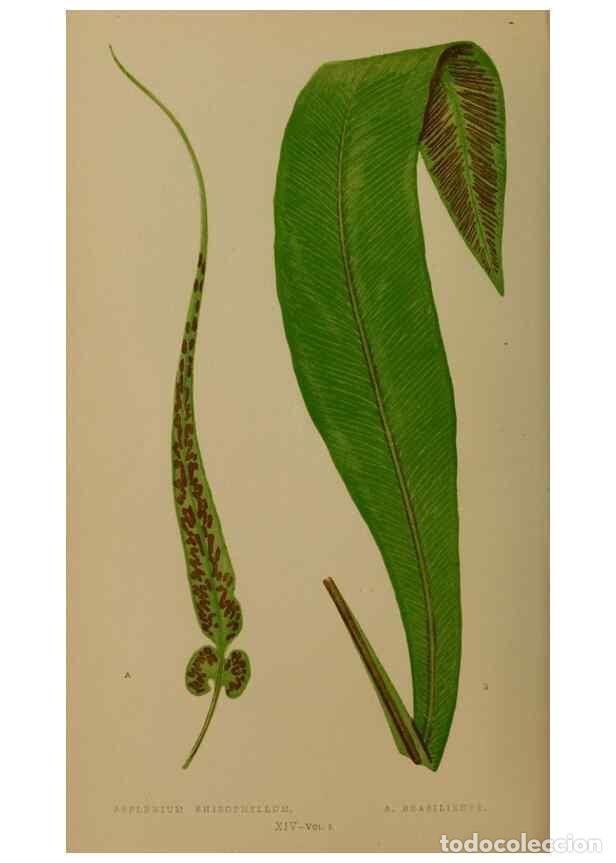 Colecionismo de Revistas e Jornais: Reproducci&oacute;n/Reproduction 49627145422: Ferns: British and exotic.... London,Groombridge and Sons,185