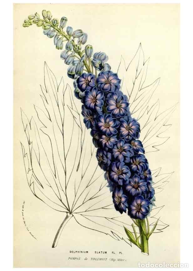 Colecionismo de Revistas e Jornais: Reproducci&oacute;n/Reproduction 49584107108: Flore des serres et des jardins de l'Europe. A Gand :chez Lou