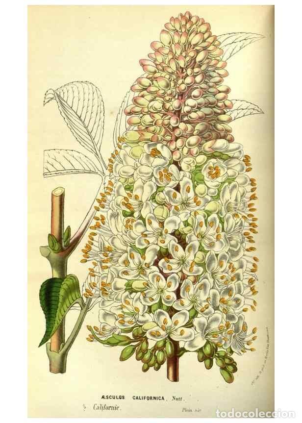 Colecionismo de Revistas e Jornais: Reproducci&oacute;n/Reproduction 49587595581: Flore des serres et des jardins de l'Europe. A Gand :chez Lou