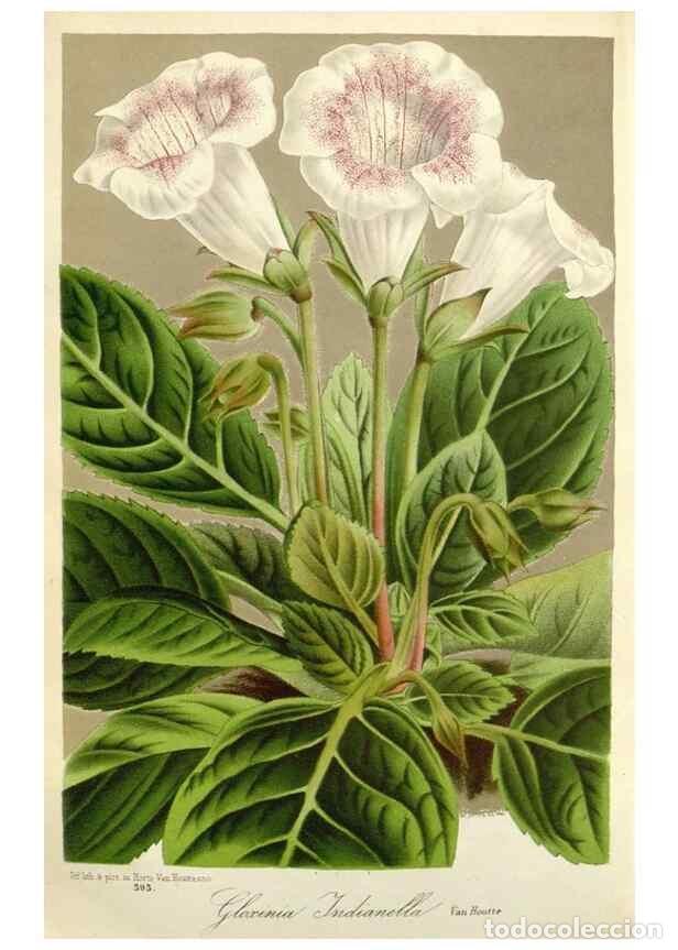 Colecionismo de Revistas e Jornais: Reproducci&oacute;n/Reproduction 49588963381: Flore des serres et des jardins de l'Europe. A Gand :chez Lou