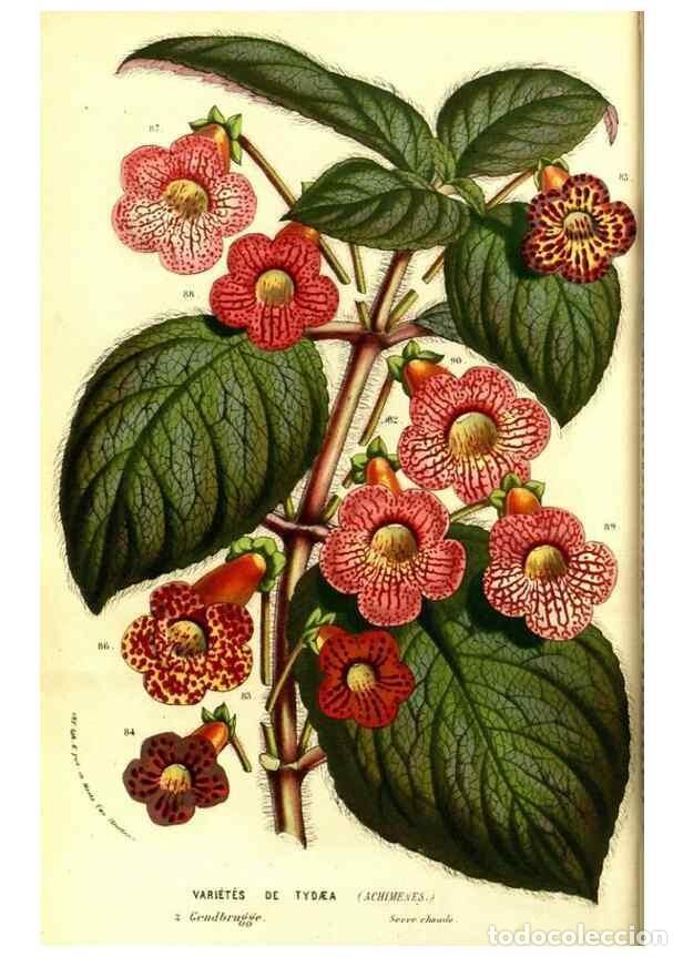 Colecionismo de Revistas e Jornais: Reproducci&oacute;n/Reproduction 49587592536: Flore des serres et des jardins de l'Europe. A Gand :chez Lou