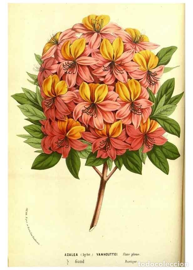 Colecionismo de Revistas e Jornais: Reproducci&oacute;n/Reproduction 49587836582: Flore des serres et des jardins de l'Europe. A Gand :chez Lou