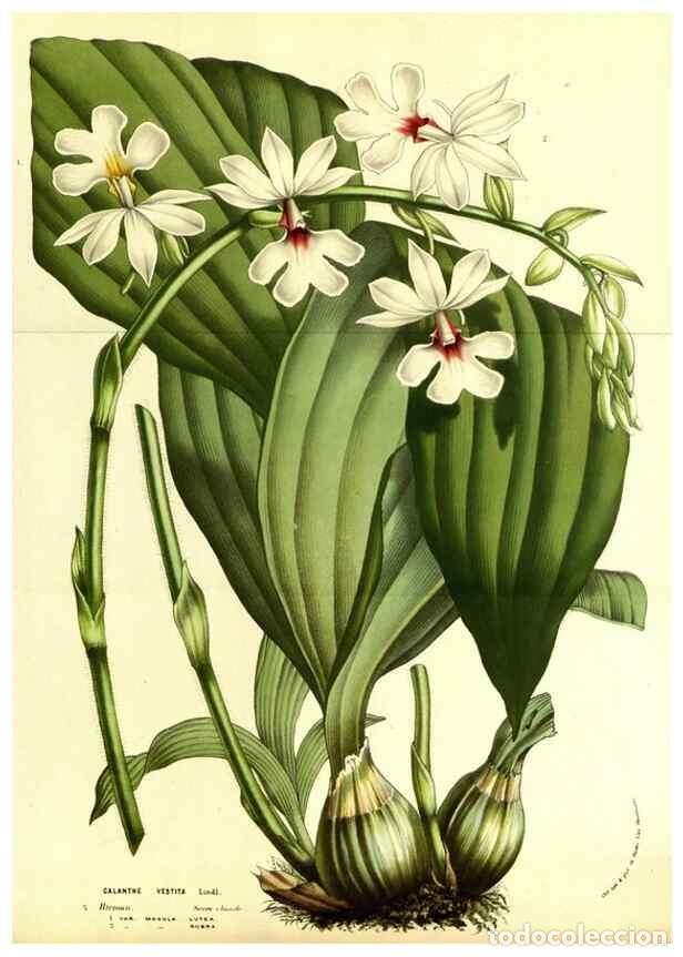 Colecionismo de Revistas e Jornais: Reproducci&oacute;n/Reproduction 49587100433: Flore des serres et des jardins de l'Europe. A Gand :chez Lou