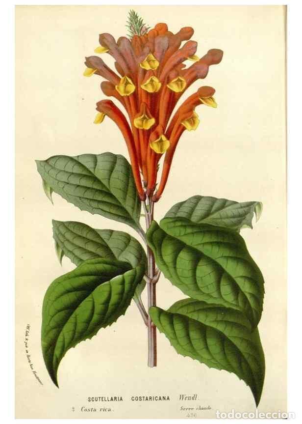 Colecionismo de Revistas e Jornais: Reproducci&oacute;n/Reproduction 49589202417: Flore des serres et des jardins de l'Europe. A Gand :chez Lou