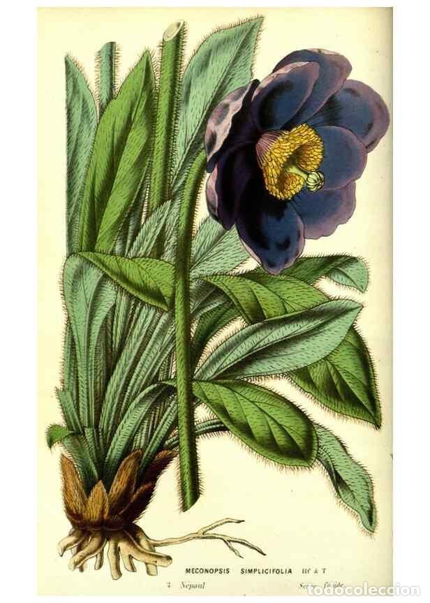 Colecionismo de Revistas e Jornais: Reproducci&oacute;n/Reproduction 49587104063: Flore des serres et des jardins de l'Europe. A Gand :chez Lou