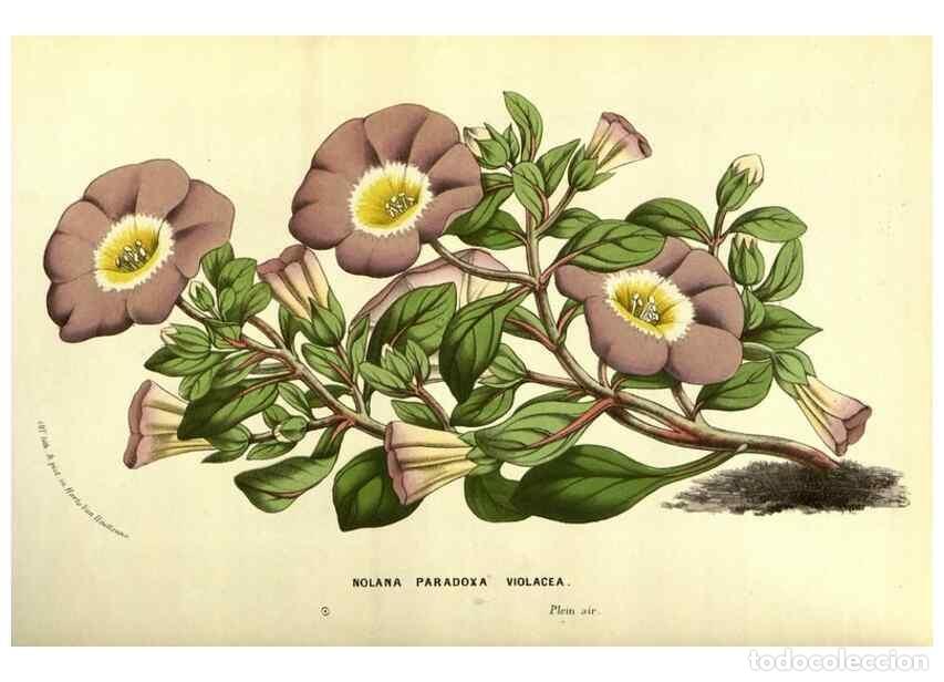 Colecionismo de Revistas e Jornais: Reproducci&oacute;n/Reproduction 49587592826: Flore des serres et des jardins de l'Europe. A Gand :chez Lou