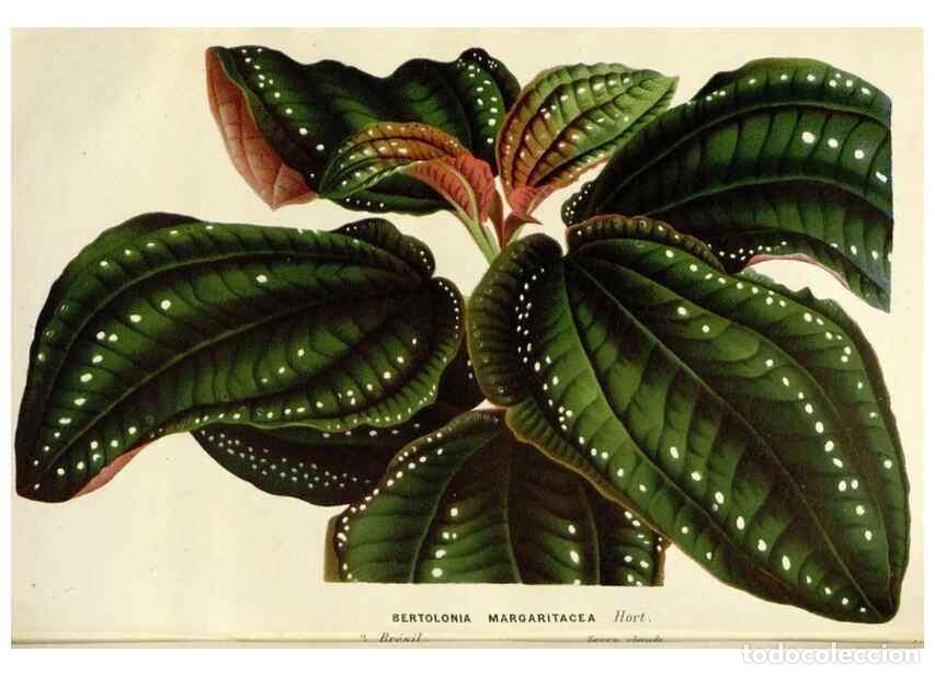 Colecionismo de Revistas e Jornais: Reproducci&oacute;n/Reproduction 49588961341: Flore des serres et des jardins de l'Europe. A Gand :chez Lou