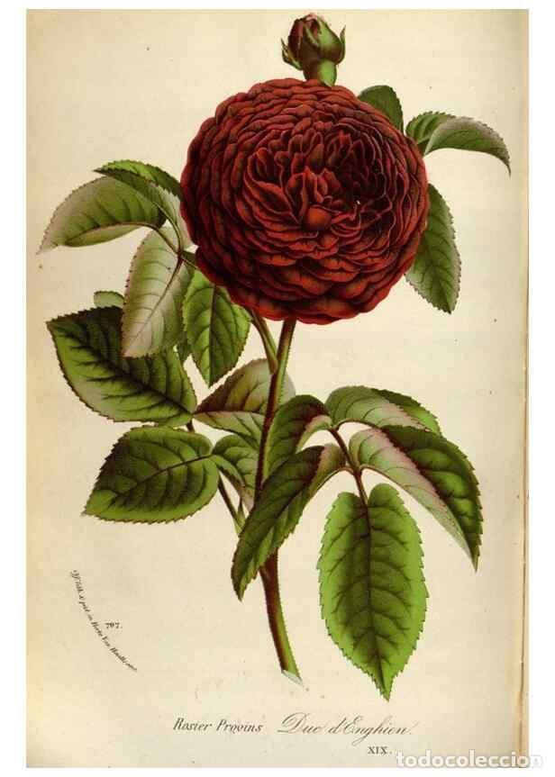 Colecionismo de Revistas e Jornais: Reproducci&oacute;n/Reproduction 49588056411: Flore des serres et des jardins de l'Europe. A Gand :chez Lou