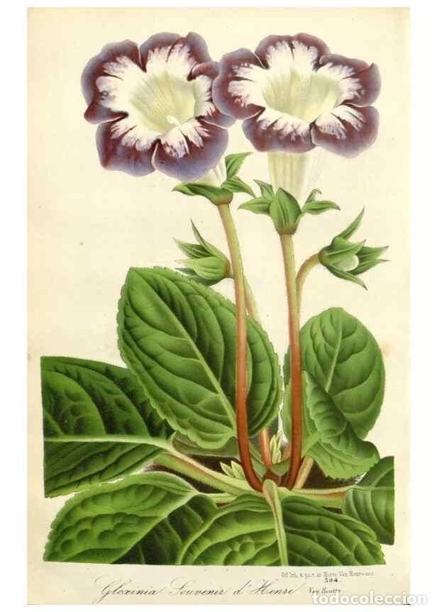 Colecionismo de Revistas e Jornais: Reproducci&oacute;n/Reproduction 49588962696: Flore des serres et des jardins de l'Europe. A Gand :chez Lou