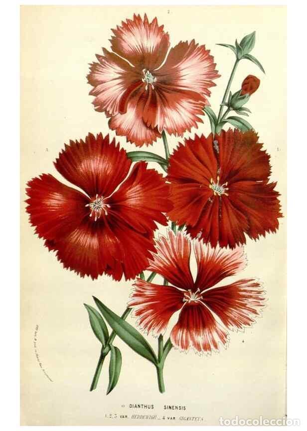 Colecionismo de Revistas e Jornais: Reproducci&oacute;n/Reproduction 49584107273: Flore des serres et des jardins de l'Europe. A Gand :chez Lou