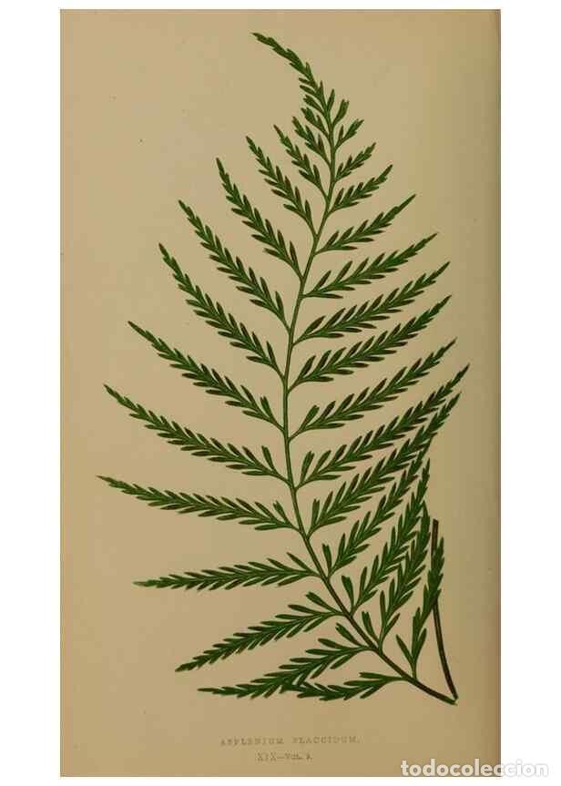 Colecionismo de Revistas e Jornais: Reproducci&oacute;n/Reproduction 49626355988: Ferns: British and exotic.... London,Groombridge and Sons,185