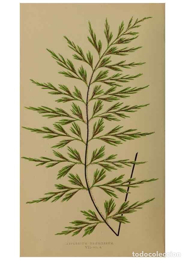 Colecionismo de Revistas e Jornais: Reproducci&oacute;n/Reproduction 49626353378: Ferns: British and exotic.... London,Groombridge and Sons,185