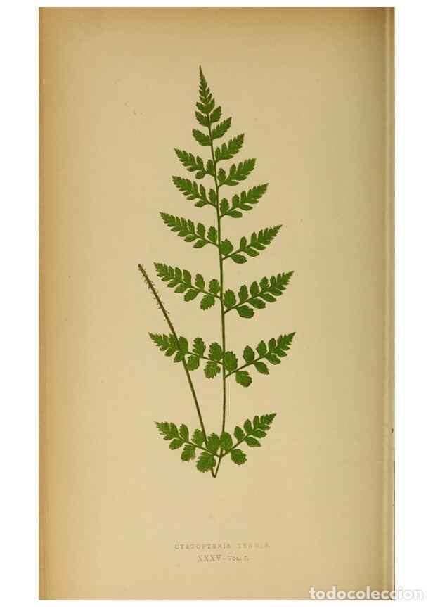 Collection Magazines and Newspapers: Reproducci&oacute;n/Reproduction 49628196591: Ferns: British and exotic.... London,Groombridge and Sons,185