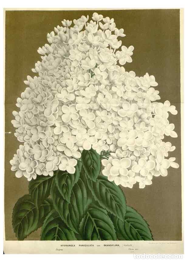 Collection Magazines and Newspapers: Reproducci&oacute;n/Reproduction 49588954906: Flore des serres et des jardins de l'Europe. A Gand :chez Lou