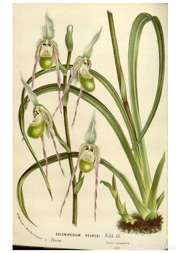 Collection Magazines and Newspapers: Reproducci&oacute;n/Reproduction 49589193187: Flore des serres et des jardins de l'Europe. A Gand :chez Lou