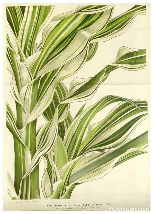 Collection Magazines and Newspapers: Reproducci&oacute;n/Reproduction 49588956276: Flore des serres et des jardins de l'Europe. A Gand :chez Lou