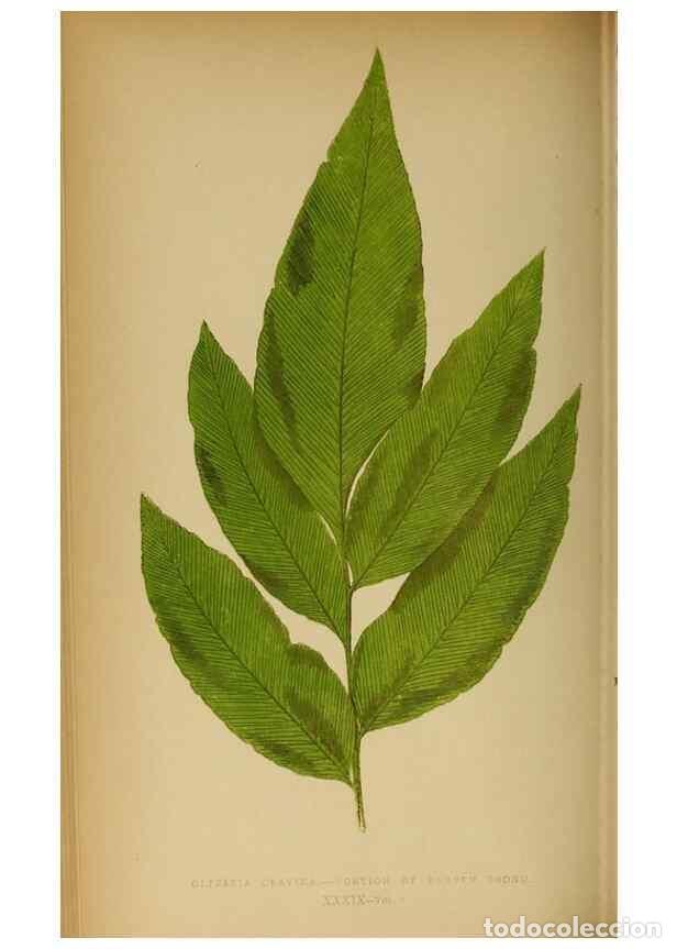 Collection Magazines and Newspapers: Reproducci&oacute;n/Reproduction 49628197581: Ferns: British and exotic.... London,Groombridge and Sons,185