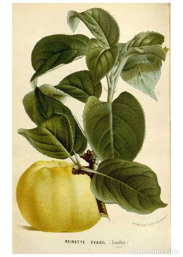 Collection Magazines and Newspapers: Reproducci&oacute;n/Reproduction 49588952386: Flore des serres et des jardins de l'Europe. A Gand :chez Lou