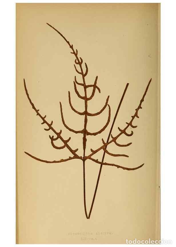 Collection Magazines and Newspapers: Reproducci&oacute;n/Reproduction 49628475327: Ferns: British and exotic.... London,Groombridge and Sons,185