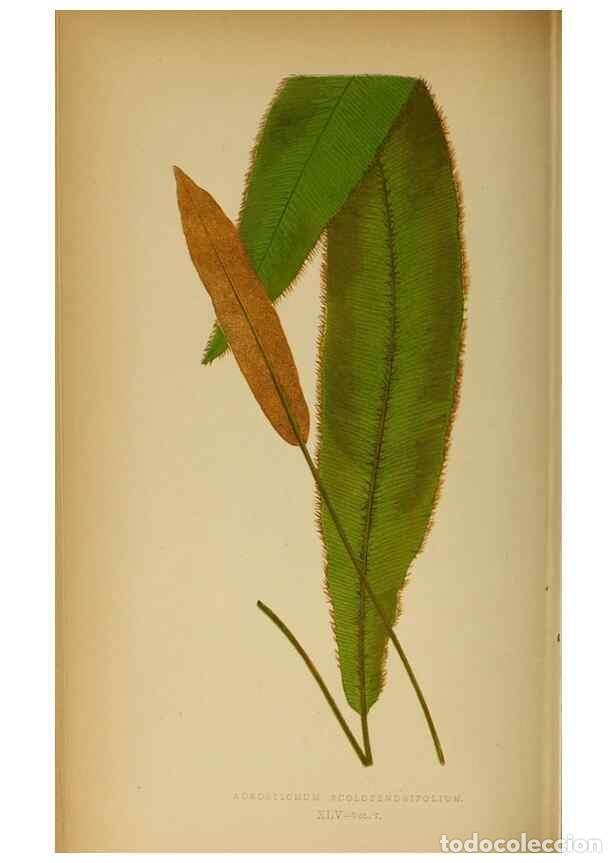 Collection Magazines and Newspapers: Reproducci&oacute;n/Reproduction 49627682338: Ferns: British and exotic.... London,Groombridge and Sons,185