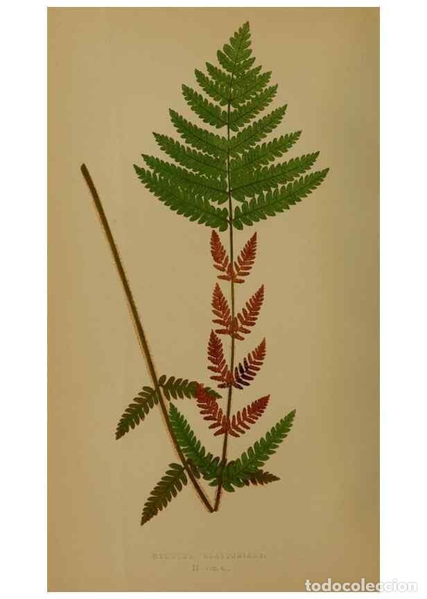 Collection Magazines and Newspapers: Reproducci&oacute;n/Reproduction 49627953893: Ferns: British and exotic.... London,Groombridge and Sons,185