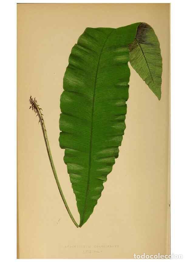 Collection Magazines and Newspapers: Reproducci&oacute;n/Reproduction 49628201726: Ferns: British and exotic.... London,Groombridge and Sons,185