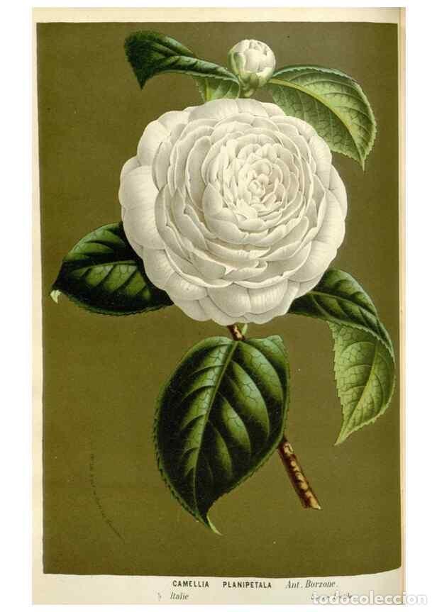 Collection Magazines and Newspapers: Reproducci&oacute;n/Reproduction 49588947716: Flore des serres et des jardins de l'Europe. A Gand :chez Lou