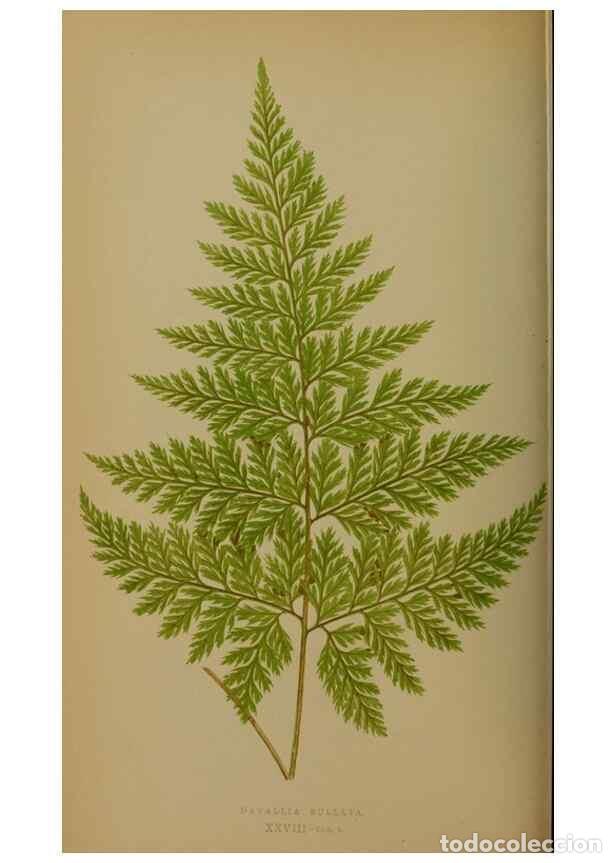 Collection Magazines and Newspapers: Reproducci&oacute;n/Reproduction 49628477091: Ferns: British and exotic.... London,Groombridge and Sons,185