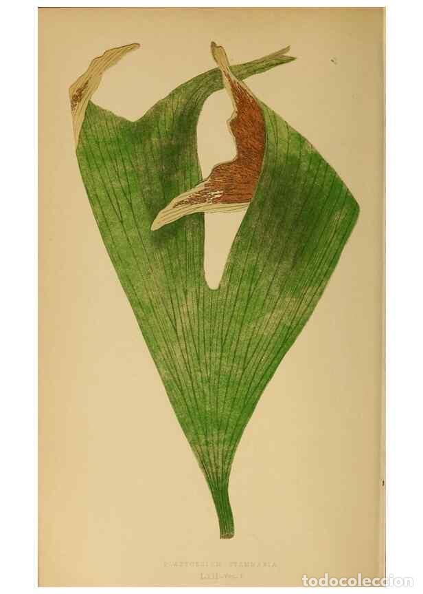 Collection Magazines and Newspapers: Reproducci&oacute;n/Reproduction 49628477542: Ferns: British and exotic.... London,Groombridge and Sons,185